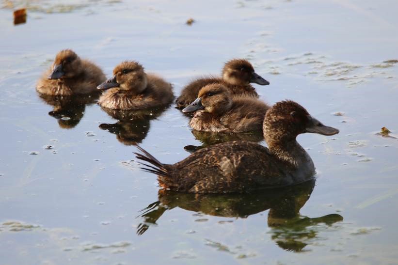 Four ducklings with an adult duck swimming